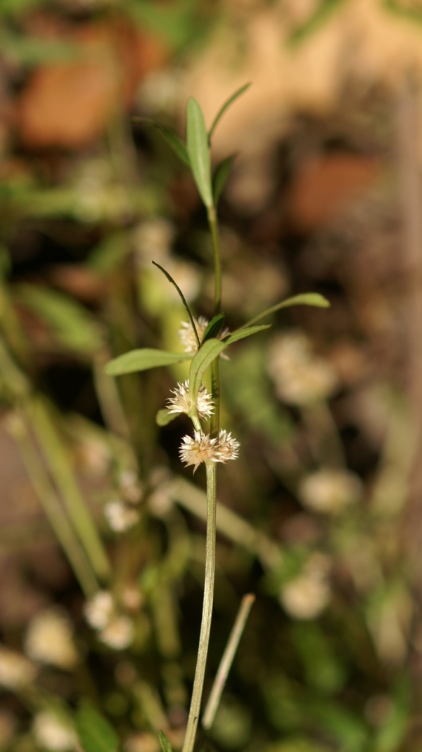 Alternanthera denticulata